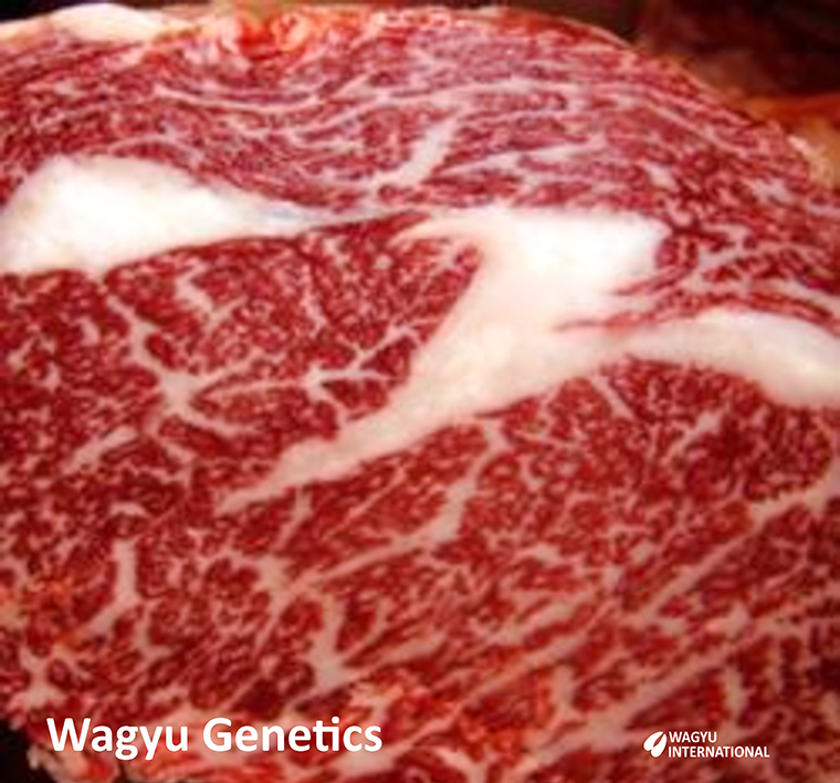 Photo of marbled beef from Wagyu Genetics